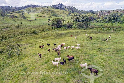 Foto feita com drone de gado no pasto na zona rural da cidade de Pacatuba  - Pacatuba - Sergipe (SE) - Brasil