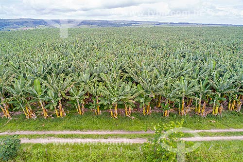  Foto feita com drone de plantação de bananas irrigada pelo Rio São Francisco  - Neópolis - Sergipe (SE) - Brasil