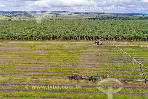  Foto feita com drone de plantação de bananas irrigada pelo Rio São Francisco  - Neópolis - Sergipe (SE) - Brasil