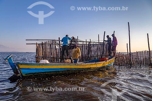  Pescadores montando curral de pesca na Baía de Guanabara durante o amanhecer  - Magé - Rio de Janeiro (RJ) - Brasil