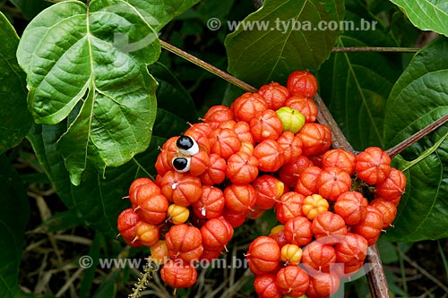  Detalhe de guaraná (Paullinia cupana)  - Novo Airão - Amazonas (AM) - Brasil