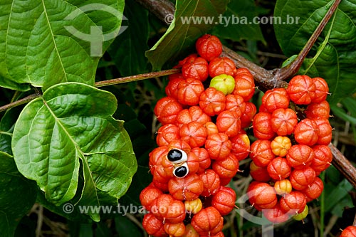  Detalhe de guaraná (Paullinia cupana)  - Novo Airão - Amazonas (AM) - Brasil