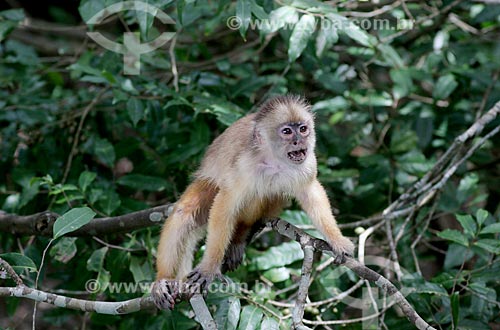  Detalhe de macaco cairara (Cebus kaapori) na região amazônica  - Novo Airão - Amazonas (AM) - Brasil