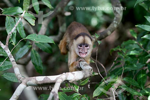  Detalhe de macaco cairara (Cebus kaapori) na região amazônica  - Novo Airão - Amazonas (AM) - Brasil
