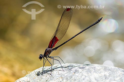  Detalhe de libélula na Área de Proteção Ambiental da Serrinha do Alambari  - Resende - Rio de Janeiro (RJ) - Brasil