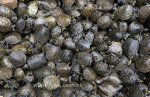  Detalhe de filhotes de tartarugas-da-Amazônia (Podocnemis expansa) no Projeto Pé-de-Pincha  - Amazonas (AM) - Brasil