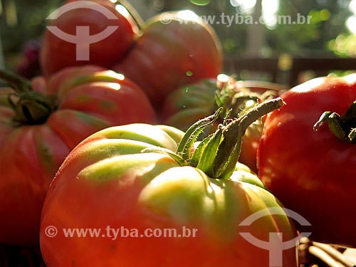  Detalhe de tomates  - Canela - Rio Grande do Sul (RS) - Brasil