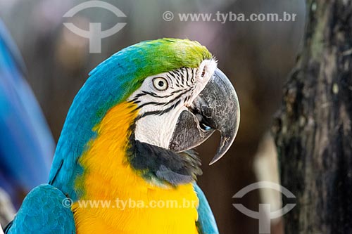  Detalhe de Arara-Canindé (Ara ararauna) - também conhecida como Arara-de-barriga-amarela - no Parque das Aves  - Foz do Iguaçu - Paraná (PR) - Brasil