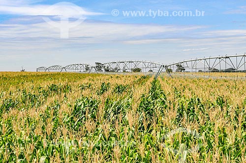  Irrigação de plantação de milho com pivô central  - Buritama - São Paulo (SP) - Brasil