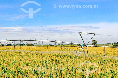  Irrigação de plantação de milho com pivô central  - Buritama - São Paulo (SP) - Brasil