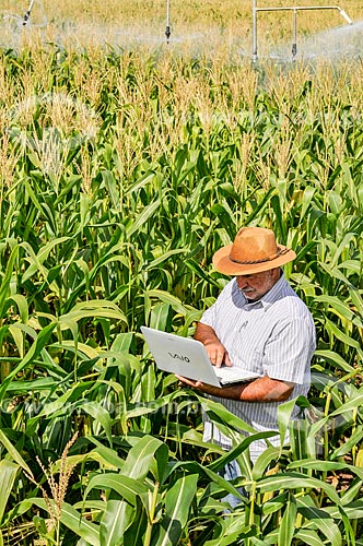  Agricultor utilizando computador no campo em meio ao milharal  - Buritama - São Paulo (SP) - Brasil