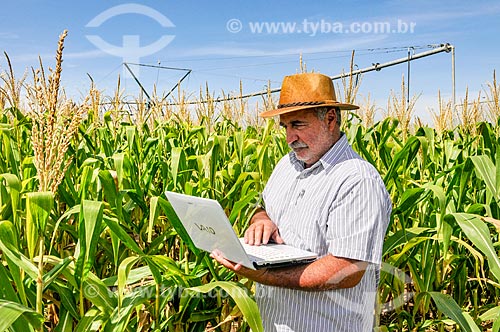  Agricultor utilizando computador no campo em meio ao milharal  - Buritama - São Paulo (SP) - Brasil