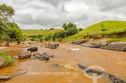  Gado bebendo água dentro do Rio Pomba na zona rural da cidade de Guarani  - Guarani - Minas Gerais (MG) - Brasil