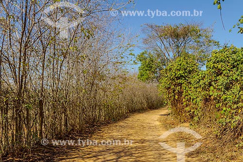  Estrada de terra na zona rural da cidade de Guarani  - Guarani - Minas Gerais (MG) - Brasil