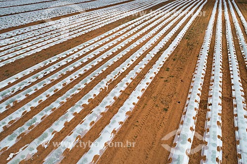  Foto feita com drone de plasticultura - cultivo protegido por plástico para garantir uma produção maior e diminuir as ameaças às plantações - de melão  - Mossoró - Rio Grande do Norte (RN) - Brasil