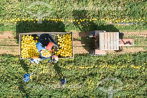  Foto feita com drone de colheita manual de melão (Cucumis melo) irrigadas com captação em poço artesiano  - Mossoró - Rio Grande do Norte (RN) - Brasil