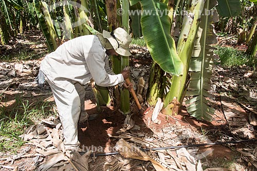  Trabalhador rural colhendo muda de banana em plantação irrigada com sistema de gotejamento de poço artesiano  - Mossoró - Rio Grande do Norte (RN) - Brasil
