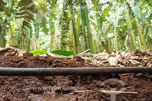  Detalhe de sistema de gotejamento de poço artesiano em plantação de banana  - Mossoró - Rio Grande do Norte (RN) - Brasil