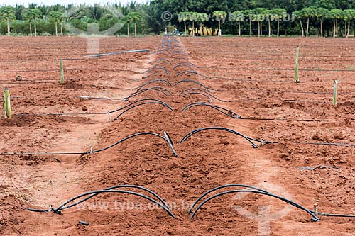  Sistema de gotejamento de poço artesiano em novo pomar de banana  - Mossoró - Rio Grande do Norte (RN) - Brasil