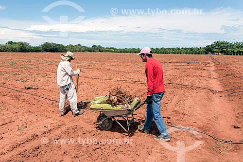  Trabalhadores rurais plantando novo pomar de banana com sistema de gotejamento de poço artesiano  - Mossoró - Rio Grande do Norte (RN) - Brasil