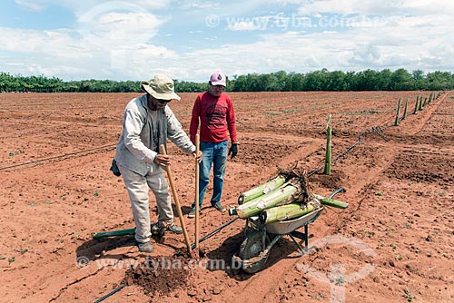  Trabalhadores rurais plantando novo pomar de banana com sistema de gotejamento de poço artesiano  - Mossoró - Rio Grande do Norte (RN) - Brasil