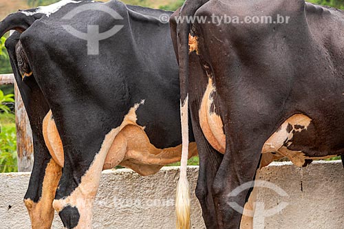 Detalhe de úbere de gado girolando em fazenda na rural da cidade de Guarani  - Guarani - Minas Gerais (MG) - Brasil