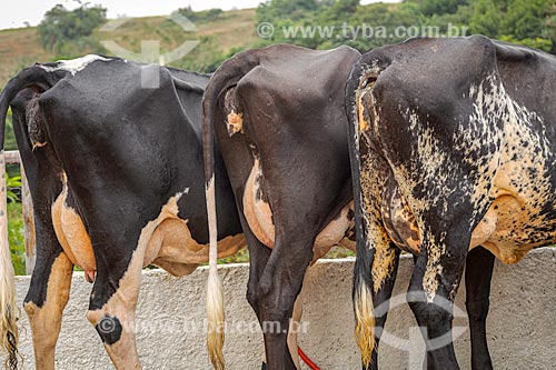  Detalhe de úbere de gado girolando em fazenda na rural da cidade de Guarani  - Guarani - Minas Gerais (MG) - Brasil