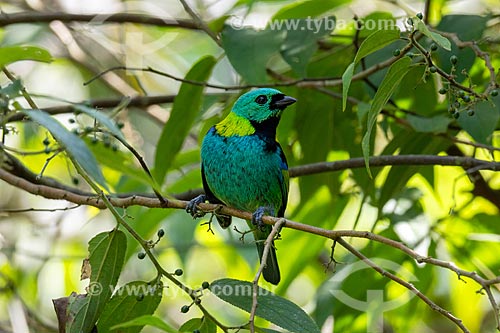  Detalhe de saíra-sete-cores (Tangara seledon) no Parque Estadual dos Três Picos  - Teresópolis - Rio de Janeiro (RJ) - Brasil