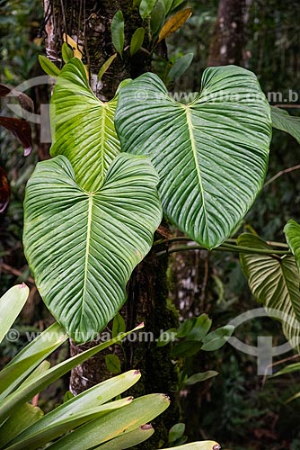  Detalhe de imbé (Philodendron imbe) na Área de Proteção Ambiental da Serrinha do Alambari  - Resende - Rio de Janeiro (RJ) - Brasil