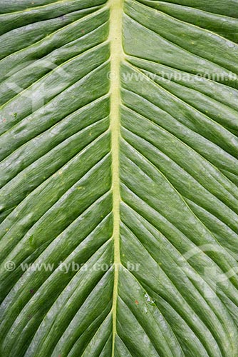  Detalhe de imbé (Philodendron imbe) na Área de Proteção Ambiental da Serrinha do Alambari  - Resende - Rio de Janeiro (RJ) - Brasil