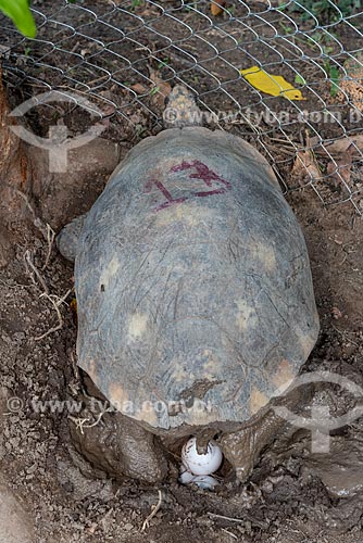  Jabuti-piranga (Chelonoidis carbonaria) pondo ovo no Centro de Triagem de Animais Silvestres (CETAS) da Floresta Nacional Mário Xavier  - Seropédica - Rio de Janeiro (RJ) - Brasil