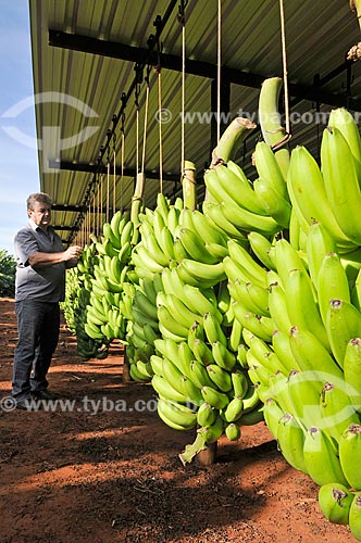  Detalhe de colheita de banana nanica  - São Francisco - São Paulo (SP) - Brasil