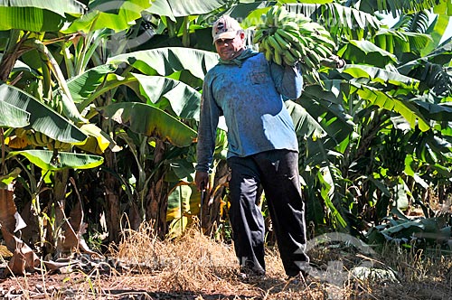 Trabalhador rural colhendo banana nanica  - São Francisco - São Paulo (SP) - Brasil