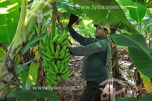  Trabalhador rural colhendo banana nanica  - São Francisco - São Paulo (SP) - Brasil