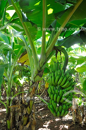  Detalhe de cacho de banana nanica  - São Francisco - São Paulo (SP) - Brasil