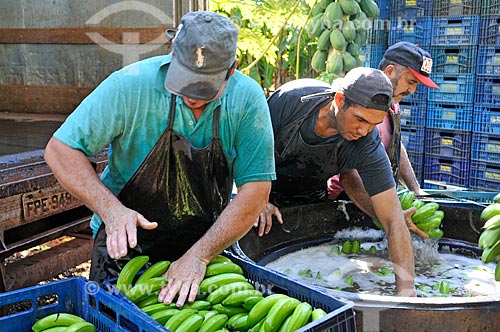  Trabalhadores rurais lavando e encaixotando banana nanica  - São Francisco - São Paulo (SP) - Brasil