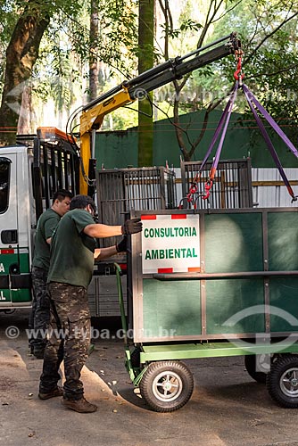  Funcionários transportando antas (Tapirus terrestris) do projeto de reintrodução de antas no Jardim Zoológico do Rio de Janeiro  - Rio de Janeiro - Rio de Janeiro (RJ) - Brasil