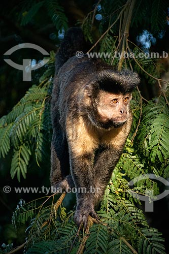  Detalhe de macaco-prego (Sapajus nigritus) próximo ao Mirante da Vista Chinesa  - Rio de Janeiro - Rio de Janeiro (RJ) - Brasil