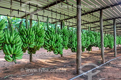  Detalhe de colheita de banana nanica  - São Francisco - São Paulo (SP) - Brasil