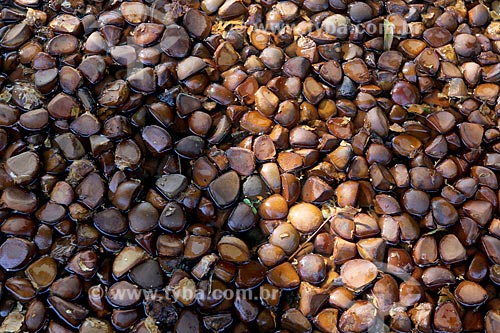  Detalhe de sementes de andiroba (Carapa guianensis) - conhecida por suas propriedades cosméticas - na Comunidade Ribeirinha do Bauana  - Carauari - Amazonas (AM) - Brasil