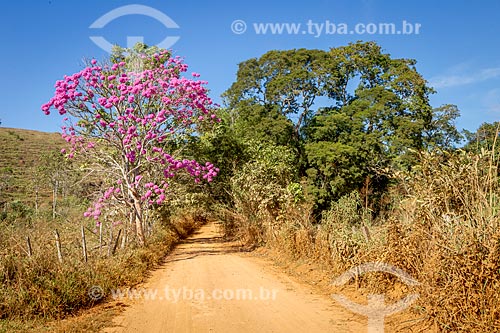  Ipê Rosa (Tabebuia heptaphylla) em estrada de terra na zona rural da cidade de Guarani  - Guarani - Minas Gerais (MG) - Brasil