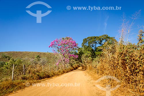  Ipê Rosa (Tabebuia heptaphylla) em estrada de terra na zona rural da cidade de Guarani  - Guarani - Minas Gerais (MG) - Brasil