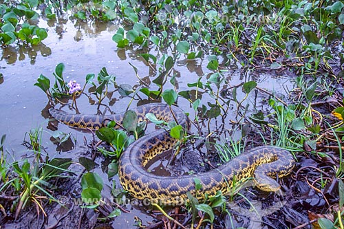  Detalhe de sucuri (Eunectes murinus) no Pantanal - década de 90  - Mato Grosso (MT) - Brasil