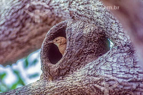  Detalhe de ninho de João-de-barro (Furnarius rufus) - também conhecido como Forneiro - no Pantanal - década de 90  - Mato Grosso (MT) - Brasil