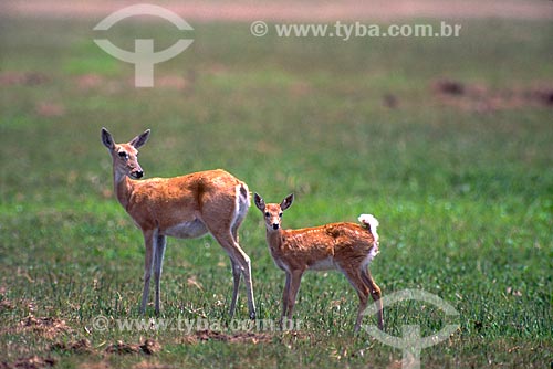  Detalhe de veado-campeiro (Ozotoceros bezoarticus) - também chamado veado-branco ou veado-galheiro - no Pantanal - década de 90  - Mato Grosso (MT) - Brasil