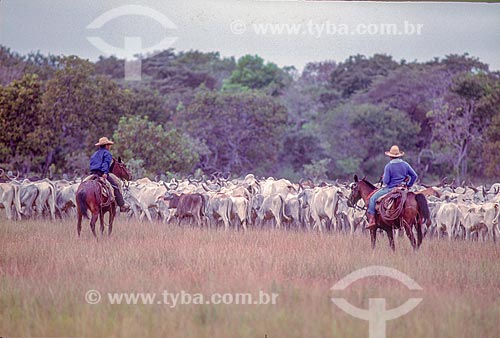  Boiadeiros conduzindo o gado na Pantanal - década de 90  - Mato Grosso (MT) - Brasil