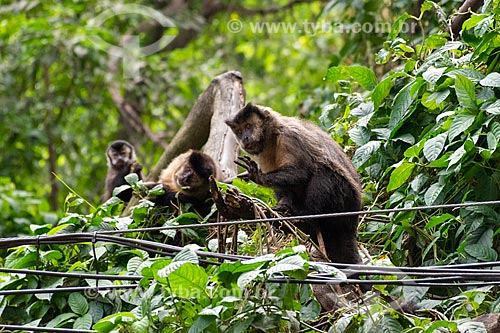  Detalhe de macaco-prego (Sapajus nigritus) no Parque Henrique Lage - mais conhecido como Parque Lage  - Rio de Janeiro - Rio de Janeiro (RJ) - Brasil