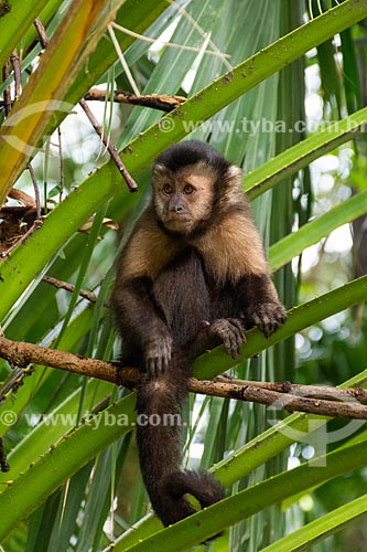  Detalhe de macaco-prego (Sapajus nigritus) no Parque Nacional da Tijuca  - Rio de Janeiro - Rio de Janeiro (RJ) - Brasil