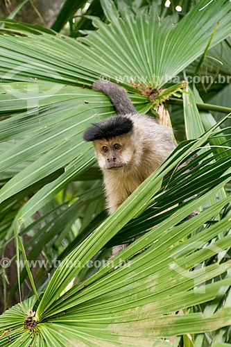  Detalhe de macaco-prego (Sapajus nigritus) no Parque Nacional da Tijuca  - Rio de Janeiro - Rio de Janeiro (RJ) - Brasil