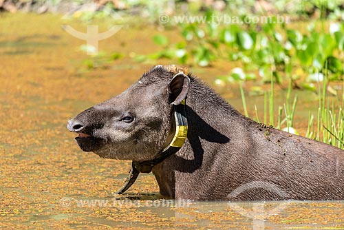  Detalhe de anta (Tapirus terrestris) com colar GPS para monitoramento animal na Reserva Ecológica de Guapiaçu  - Cachoeiras de Macacu - Rio de Janeiro (RJ) - Brasil